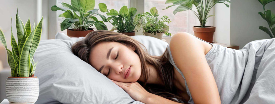 What Plants Are Good For Bedrooms To Help Sleep